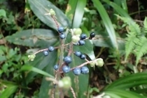 P9012620 (210x140).jpg