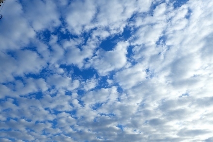 P9016307 (440x293).jpg