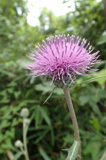 P9016379 (373x560).jpg