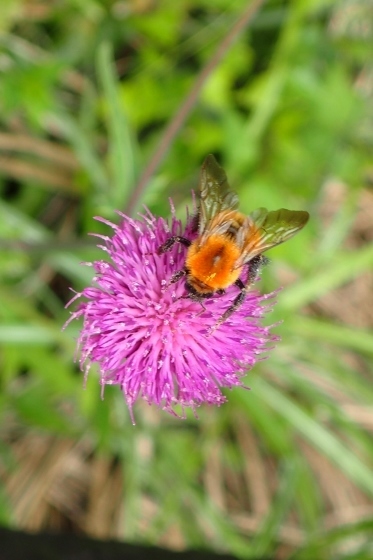 P9016387 (373x560).jpg