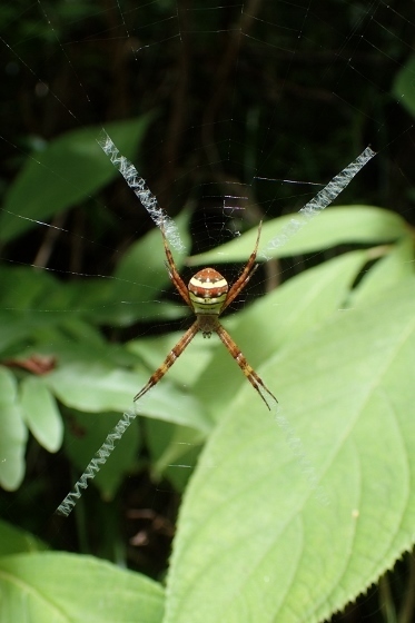 P9016393 (373x560).jpg
