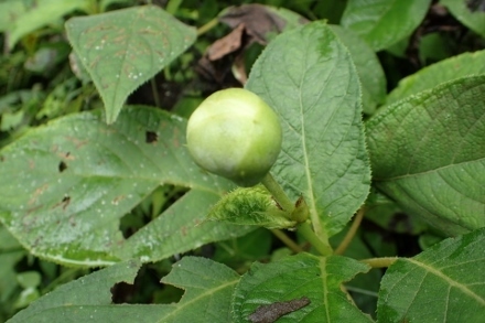 P9030452 (440x293).jpg