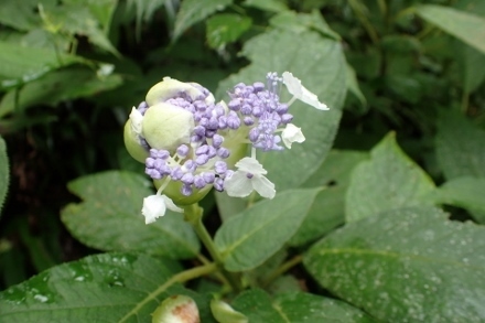 P9030453 (440x293).jpg