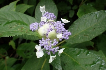 P9030454 (440x293).jpg