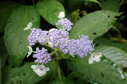 P9030455 (440x293).jpg