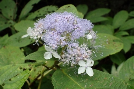 P9030457 (440x293).jpg