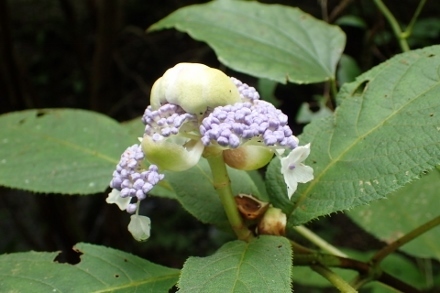 P9030458 (440x293).jpg