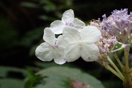 P9030462 (440x293).jpg
