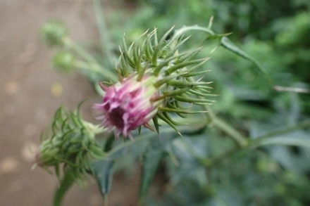 P9030574 (440x293).jpg