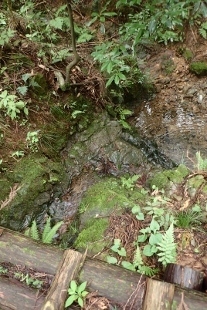 P9036448 (207x310).jpg
