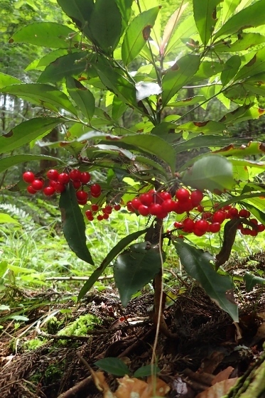 P9036450 (373x560).jpg
