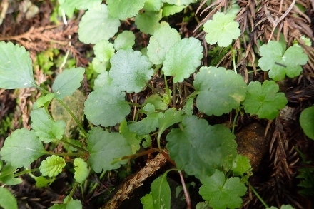 P9036451 (440x293).jpg