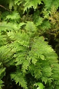 P9036456 (207x310).jpg