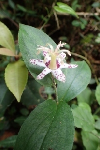 P9036464 (207x310).jpg