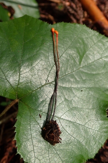 P9036469 (373x560).jpg