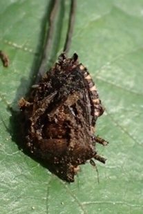P9036495 (207x310).jpg