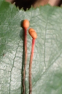 P9036496 (207x310).jpg