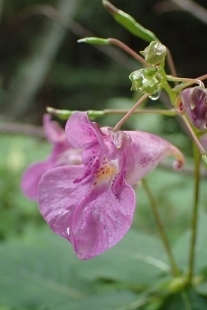 P9056505 (207x310).jpg