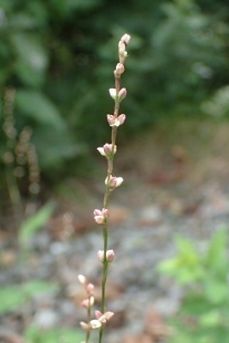 P9056514 (207x310).jpg
