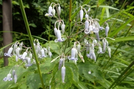 P9056516 (440x293).jpg