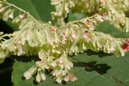 P9056519 (440x293).jpg