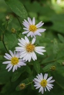 P9056520 (207x310).jpg