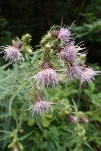 P9056525 (207x310).jpg