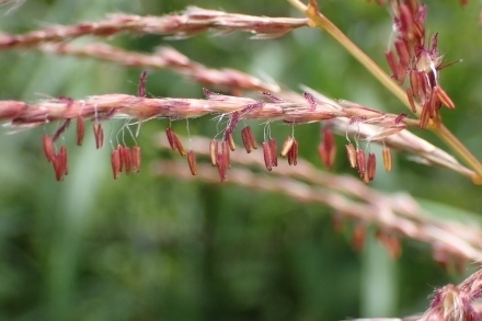P9056527 (440x293).jpg