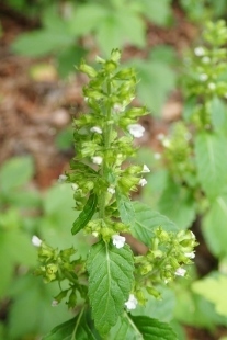 P9056528 (207x310).jpg
