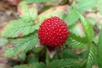 P9056533 (210x140).jpg