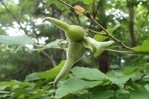 P9056535 (210x140).jpg