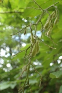 P9056536 (207x310).jpg