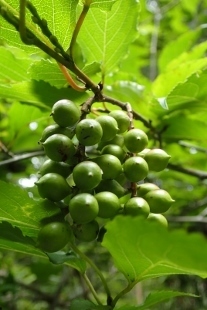 P9056538 (207x310).jpg
