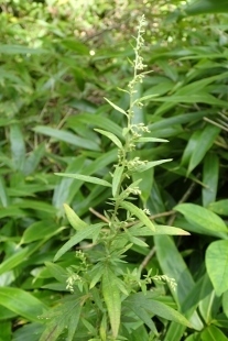 P9056543 (207x310).jpg