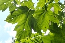 P9056544 (210x140).jpg