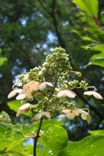 P9056545 (207x310).jpg