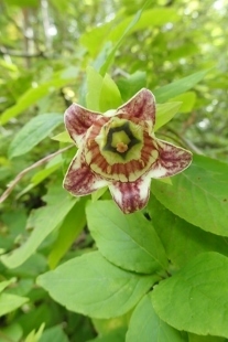 P9056546 (207x310).jpg