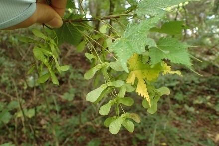 P9056566 (440x293).jpg