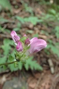 P9056570 (207x310).jpg