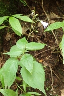 P9056577 (207x310).jpg