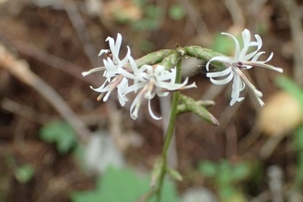 P9056582 (440x293).jpg