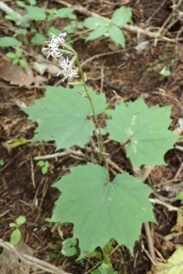 P9056583 (207x310).jpg