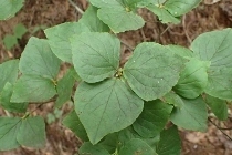 P9056588 (210x140).jpg