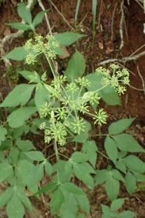 P9056589 (207x310).jpg