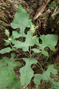 P9056590 (207x310).jpg