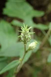 P9056591 (207x310).jpg
