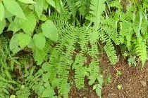 P9056592 (210x140).jpg