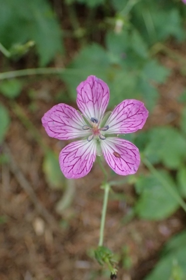 P9056598 (373x560).jpg