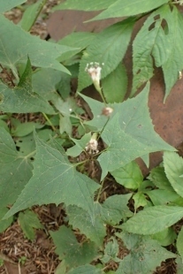 P9056599 (207x310).jpg