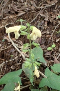 P9056600 (207x310).jpg